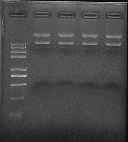 质粒提取诡异大条带-1
