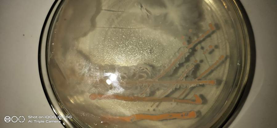 细菌鉴定,急急急!!!