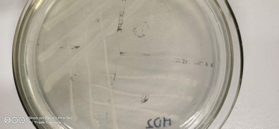 细菌鉴定,急急急!!!-4