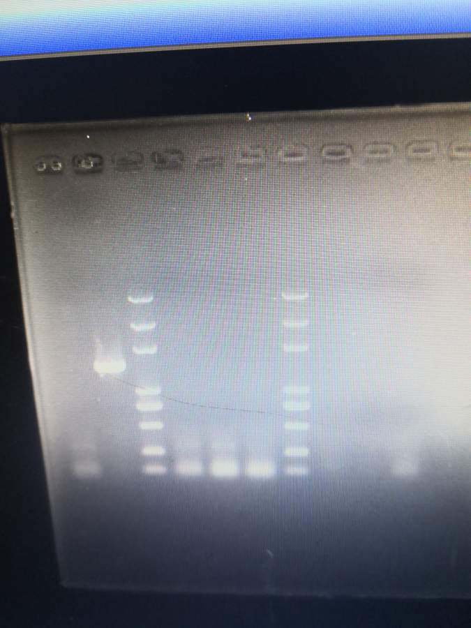 PCRÀ©Ôö²»³öÌõ´ø£¬¾È¾Èº¢×Ó°É-1