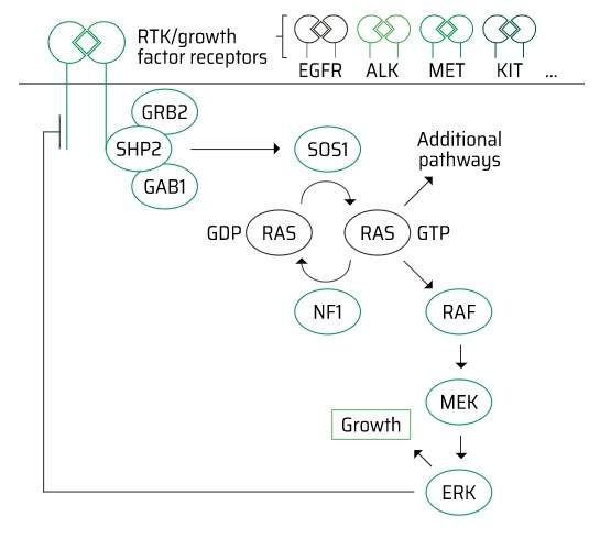 热门靶点-Kras介绍-2