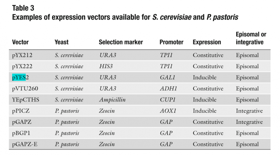 酿酒酵母中表达葡萄糖醛酸酶基因-1